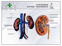 Стенд "Строение почки человека" - fgospostavki.ru - Владимир