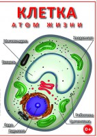DVD "Клетка - "атом жизни" - fgospostavki.ru - Владимир