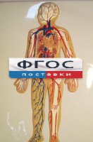 Модель барельефная "Кровеносная система человека" - fgospostavki.ru - Владимир