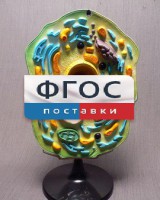 Модель "Клетка растения" - fgospostavki.ru - Владимир