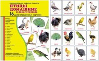 Демонстрационные карточки "Птицы домашние и декоративные" - fgospostavki.ru - Владимир