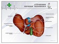 Стенд "Строение печени человека" - fgospostavki.ru - Владимир