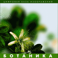 Ботаника. (Цифровая база изображений) - fgospostavki.ru - Владимир