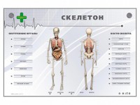 Электрифицированный стенд-тренажер "Скелетон" - fgospostavki.ru - Владимир