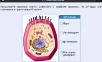 Интерактивные курсы. Биология 8 класс. Базовый - fgospostavki.ru - Владимир