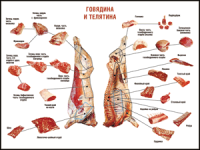 Таблица "Правила разделки мясных туш. Говядина и телятина" (100х140 сантиметров, винил) - fgospostavki.ru - Владимир