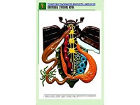 Рельефная таблица "Внутреннее строение жука" (формат А1, матовое ламинирование) - fgospostavki.ru - Владимир