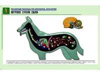 Рельефная таблица "Внутреннее строение собаки" (формат А1, матовое ламинирование) - fgospostavki.ru - Владимир