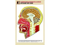 Рельефная таблица "Сагиттальный разрез головы" (формат А1, матовое ламинирование) - fgospostavki.ru - Владимир