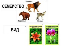 Модель-аппликация "Классификация растений и животных" (ламинированная) - fgospostavki.ru - Владимир