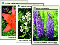 Гербарий фотографический "Основные группы растений" - fgospostavki.ru - Владимир