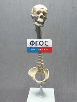 Модель "Позвоночник с черепом и тазом" - fgospostavki.ru - Владимир