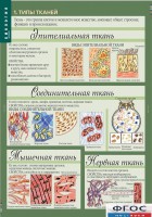 Комплект таблиц. Биология 8-9 класс. Человек. - fgospostavki.ru - Владимир