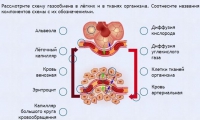 Интерактивные курсы. Биология 9 класс. Расширенный. - fgospostavki.ru - Владимир