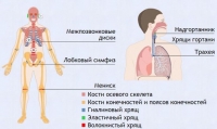 Интерактивные курсы. Биология 9 класс. Базовый. - fgospostavki.ru - Владимир