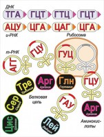 Модель-аппликация Биосинтез белка - fgospostavki.ru - Владимир