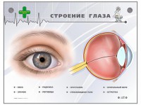 Интерактивный стенд "Строение глаза" - fgospostavki.ru - Владимир