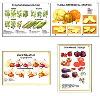 Плакаты ПРОФТЕХ "Ассортимент овощных культур" (12 пл, винил, 70х100) - fgospostavki.ru - Владимир