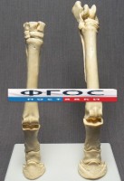 Скелет конечности лошади (передняя и задняя) на подставке - fgospostavki.ru - Владимир
