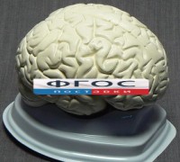 Модель "Мозг в разрезе" (белый) - fgospostavki.ru - Владимир
