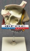 Модель "Разрез носоглотки" - fgospostavki.ru - Владимир