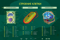 Электрифицированный стенд "Строение клетки" с маркерными полями - fgospostavki.ru - Владимир