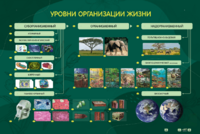 Электрифицированный стенд "Уровни организации жизни" - fgospostavki.ru - Владимир