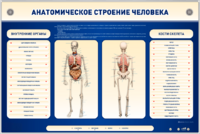 Электрифицированный стенд-тренажер c макетом скелета "Анатомическое строение человека" - fgospostavki.ru - Владимир