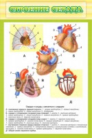 Стенд "Строение сердца" - fgospostavki.ru - Владимир