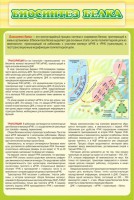 Стенд "Биосинтез белка" - fgospostavki.ru - Владимир