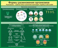 Стенд "Формы размножения организмов" - fgospostavki.ru - Владимир