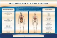 Электрифицированный стенд-тренажер c макетом скелета "Анатомическое строение человека" - fgospostavki.ru - Владимир