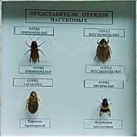 Коллекция энтомологическая "Представители отряда насекомых" - fgospostavki.ru - Владимир