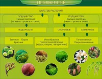 Стенд "Систематика растений" - fgospostavki.ru - Владимир