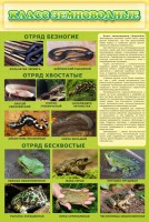 Стенд "Класс земноводные" - fgospostavki.ru - Владимир