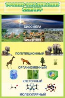 Стенд "Уровни организации живого" - fgospostavki.ru - Владимир