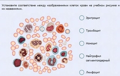 Интерактивные курсы. Биология 11 класс. Расширенный. - fgospostavki.ru - Владимир