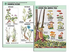 Комплект таблиц "Окружающий мир. Грибы. Растительный мир" (12 таблиц, А1, ламинированные) - fgospostavki.ru - Владимир