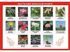 Таблица демонстрационная "Растения Красной книги" (винил 100*140) - fgospostavki.ru - Владимир