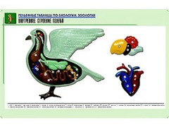 Рельефная таблица "Внутреннее строение голубя" (формат А1, матовое ламинирование) - fgospostavki.ru - Владимир