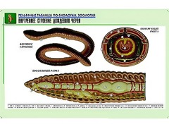Рельефная таблица "Внутреннее строение дождевого червя" (формат А1, матовое ламинирование) - fgospostavki.ru - Владимир