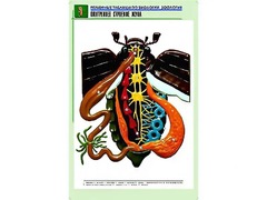 Рельефная таблица "Внутреннее строение жука" (формат А1, матовое ламинирование) - fgospostavki.ru - Владимир