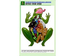 Рельефная таблица "Внутреннее строение лягушки" (формат А1, матовое ламинирование) - fgospostavki.ru - Владимир