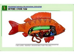 Рельефная таблица "Внутреннее строение рыбы" (формат А1, матовое ламинирование) - fgospostavki.ru - Владимир