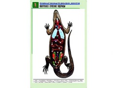 Рельефная таблица "Внутреннее строение ящерицы" (формат А1, матовое ламинирование) - fgospostavki.ru - Владимир