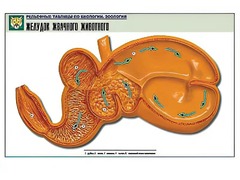 Рельефная таблица "Желудок жвачного животного" (формат А1, матовое ламинирование) - fgospostavki.ru - Владимир