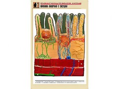 Рельефная таблица "Ворсинка кишечная с сосудом" (формат А1, матовое ламинирование) - fgospostavki.ru - Владимир