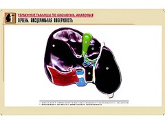 Рельефная таблица "Печень. Висцеральная поверхность" (формат А1, матовое ламинирование) - fgospostavki.ru - Владимир