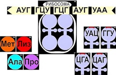 Модель-аппликация "Биосинтез белка" (ламинированная) - fgospostavki.ru - Владимир