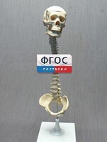 Модель "Позвоночник с черепом и тазом" - fgospostavki.ru - Владимир